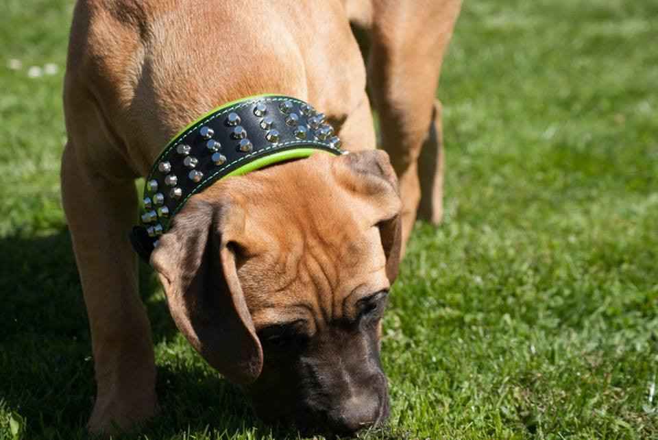 Bestia Stud Leather Dog Collar