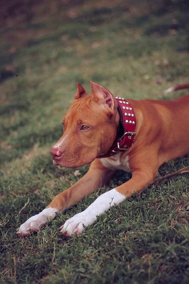 Bestia Star Leather Dog Collar & Leash Set