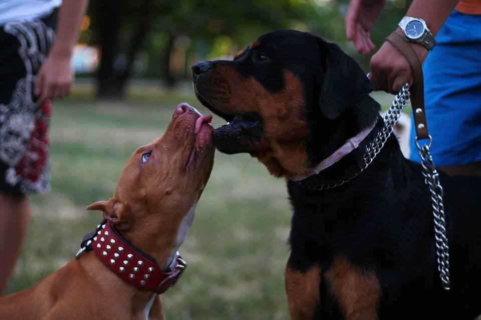 Bestia Star Leather Dog Collar & Leash Set