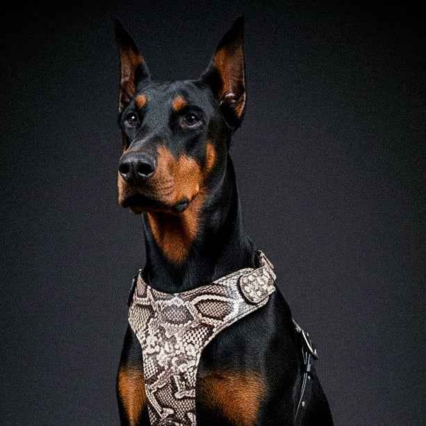 Bestia Rock Python Leather Dog Harness