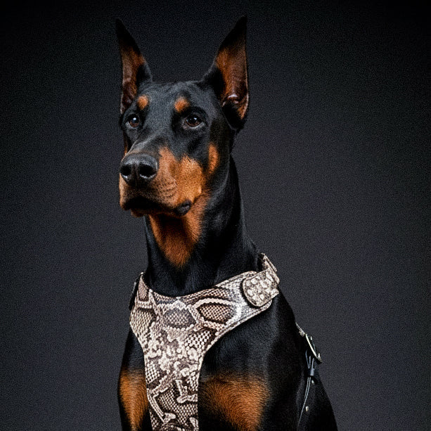 Bestia Dog Gear Genuine Leather Dog Harness - M 