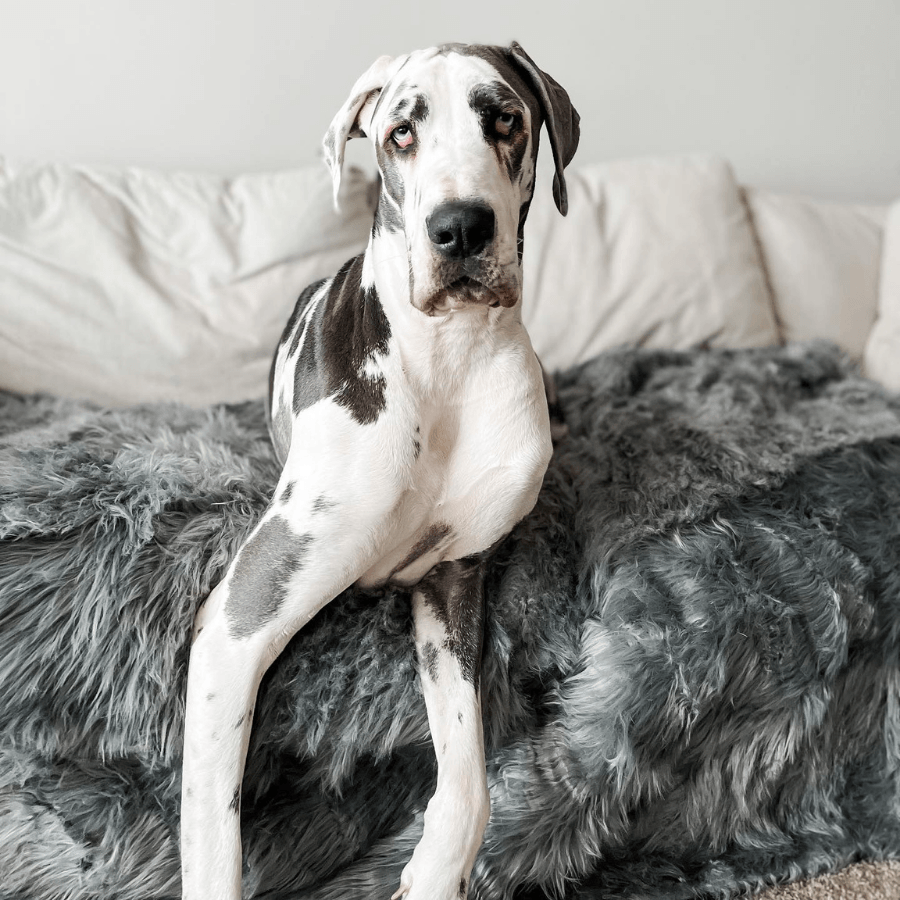 PupProtector Waterproof Throw Blanket Charcoal Grey