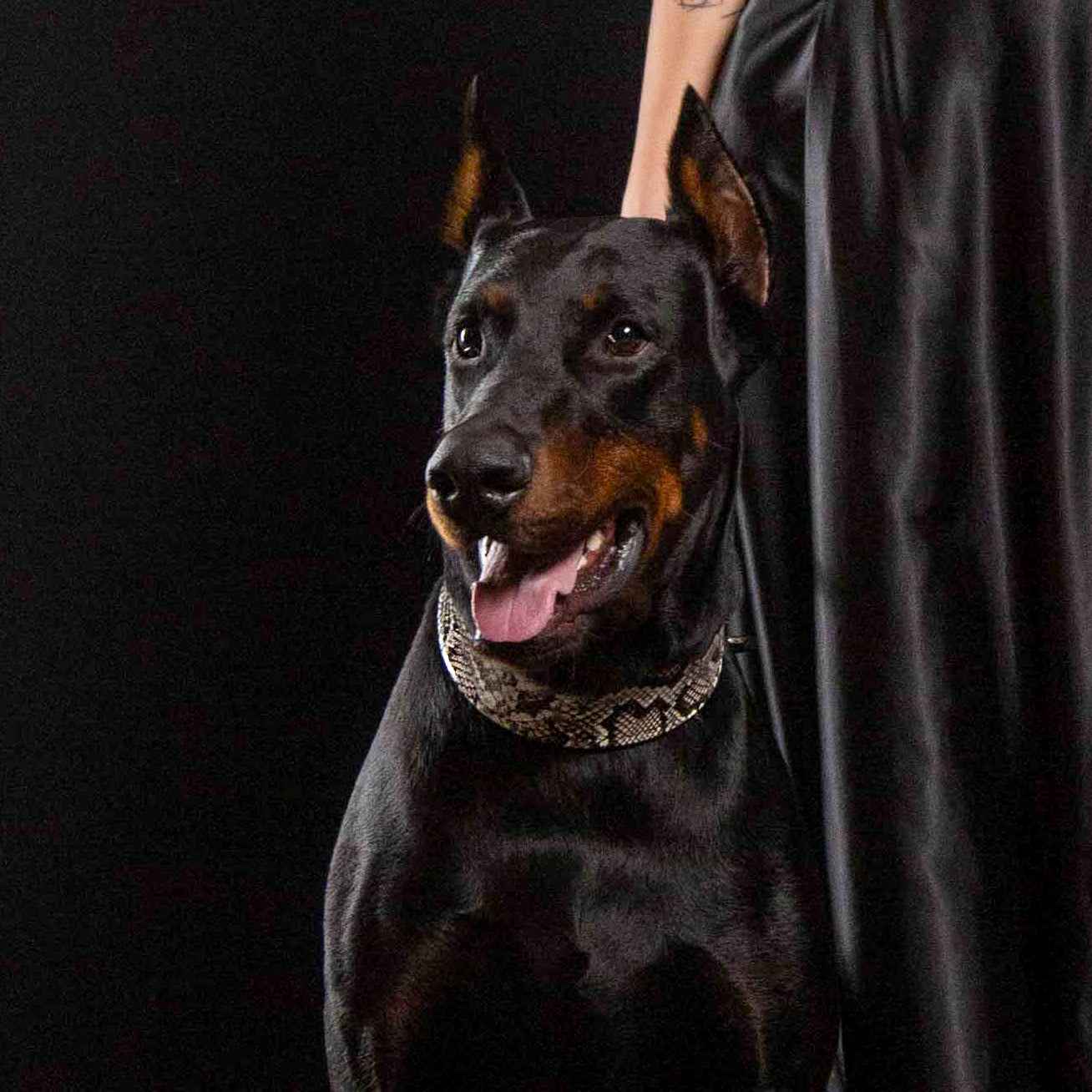 Bestia Rock Python Leather Dog Collar