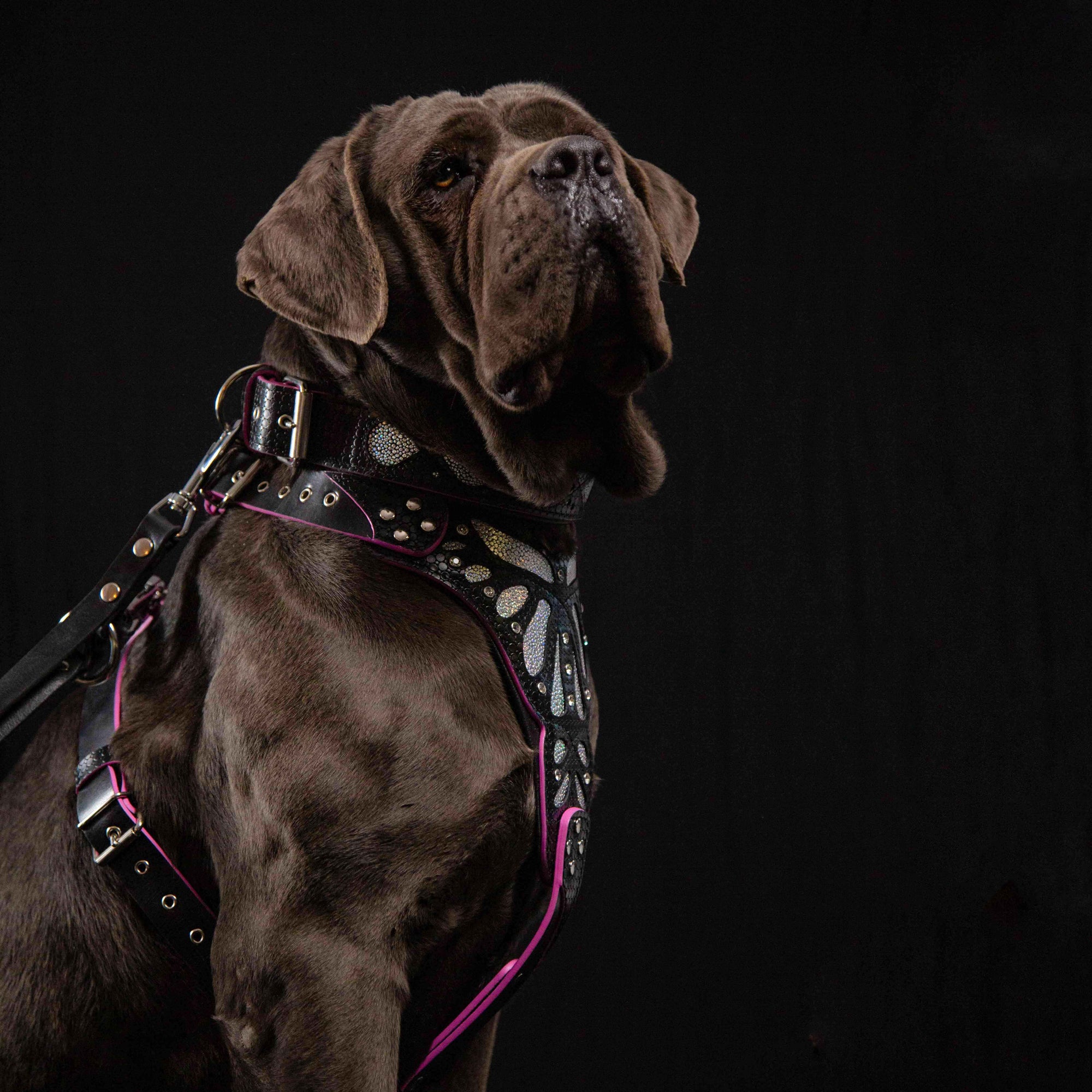 Bestia Ariel Leather Dog Collar