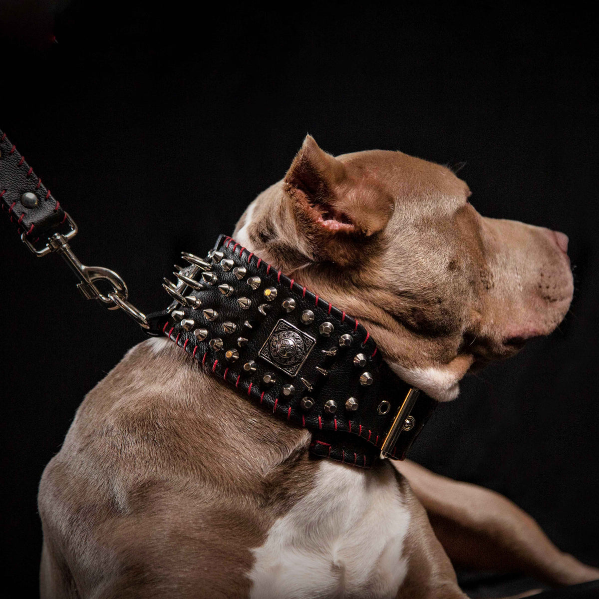 Bestia David Hand Stitched 3.15-Inch Wide Show Leather Dog Collar
