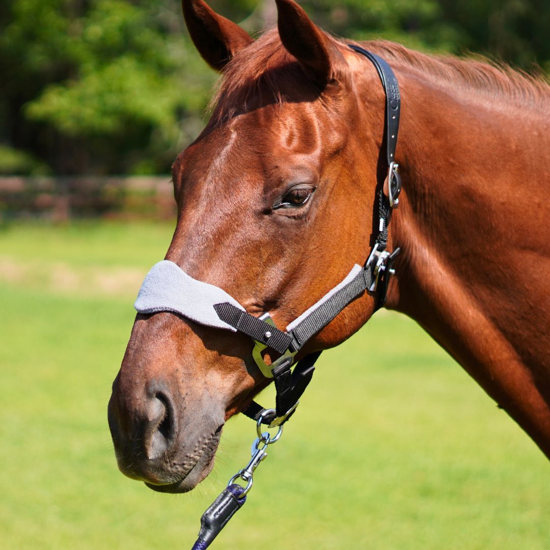 Magna Halter TM in Black with Fleece Noseband and Leather Breakaway