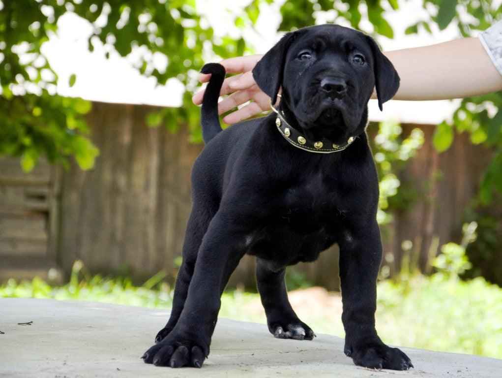 Bestia Maxi Leather Dog Collar