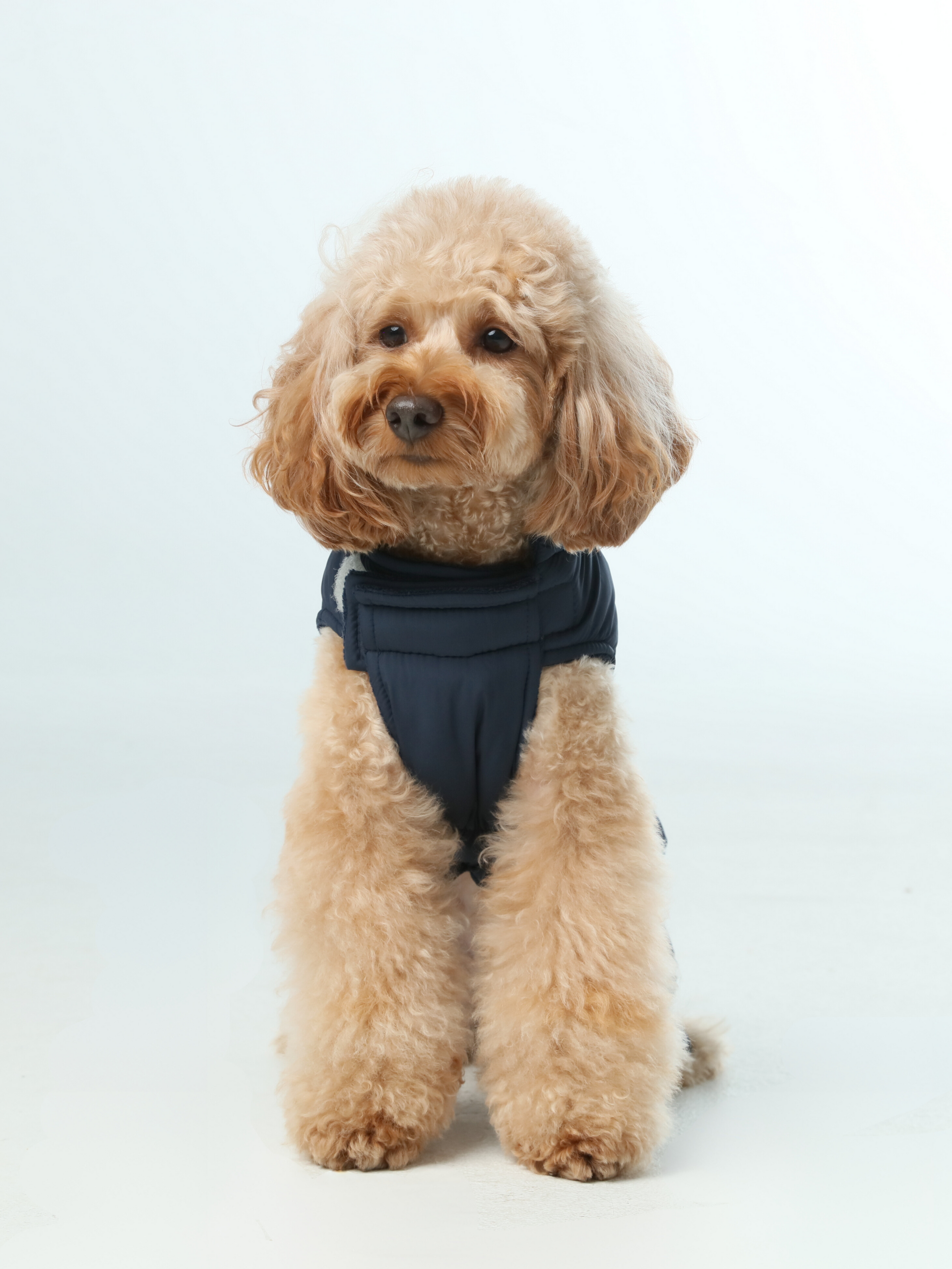 Reversible Dog Vest Jacket-Blue
