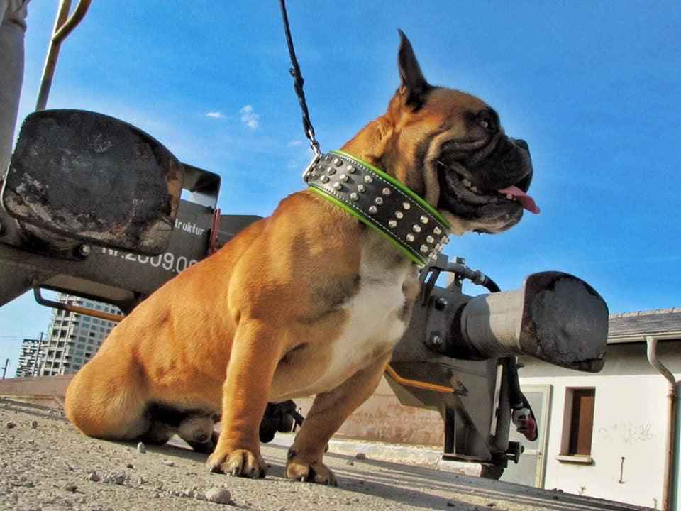 Bestia Stud Leather Dog Collar