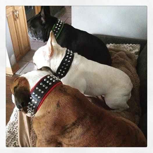 Bestia Stud Leather Dog Collar