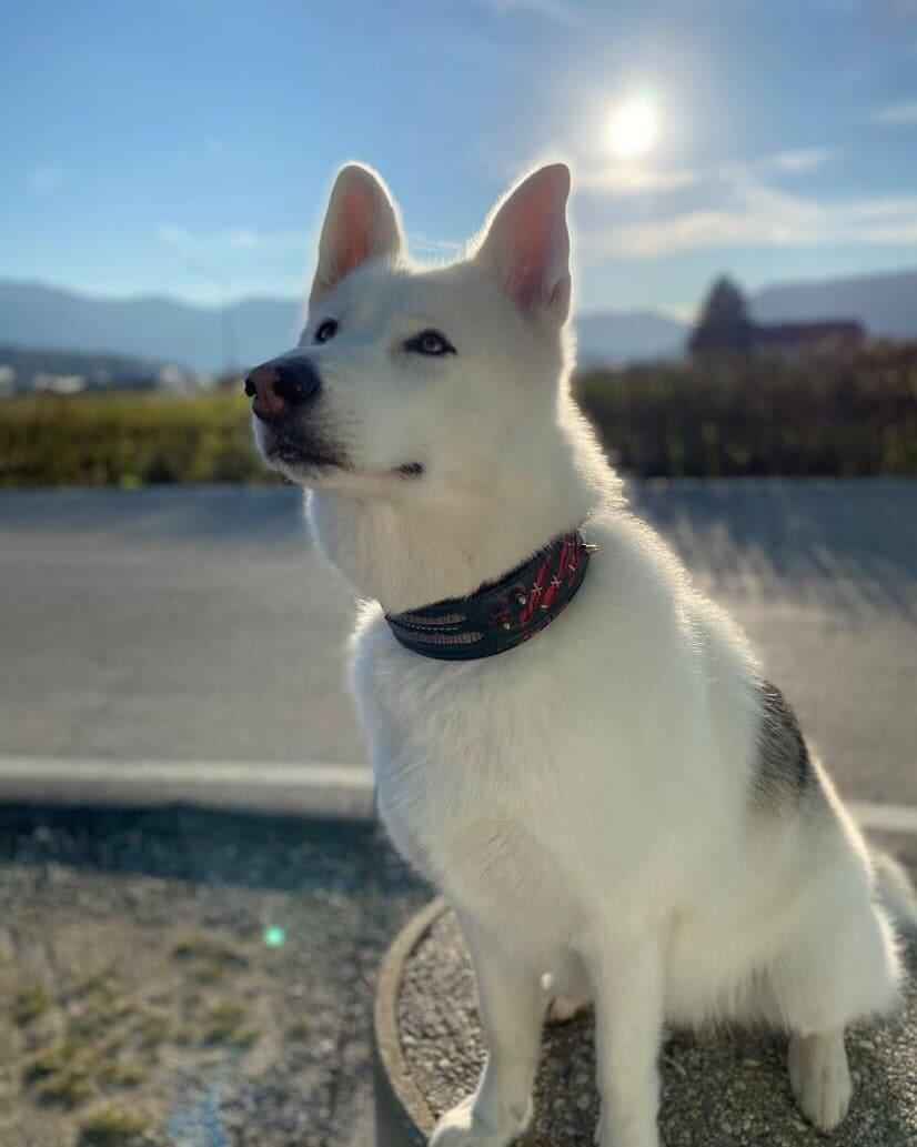 Bestia Haunted Limited Edition Leather Dog Collar