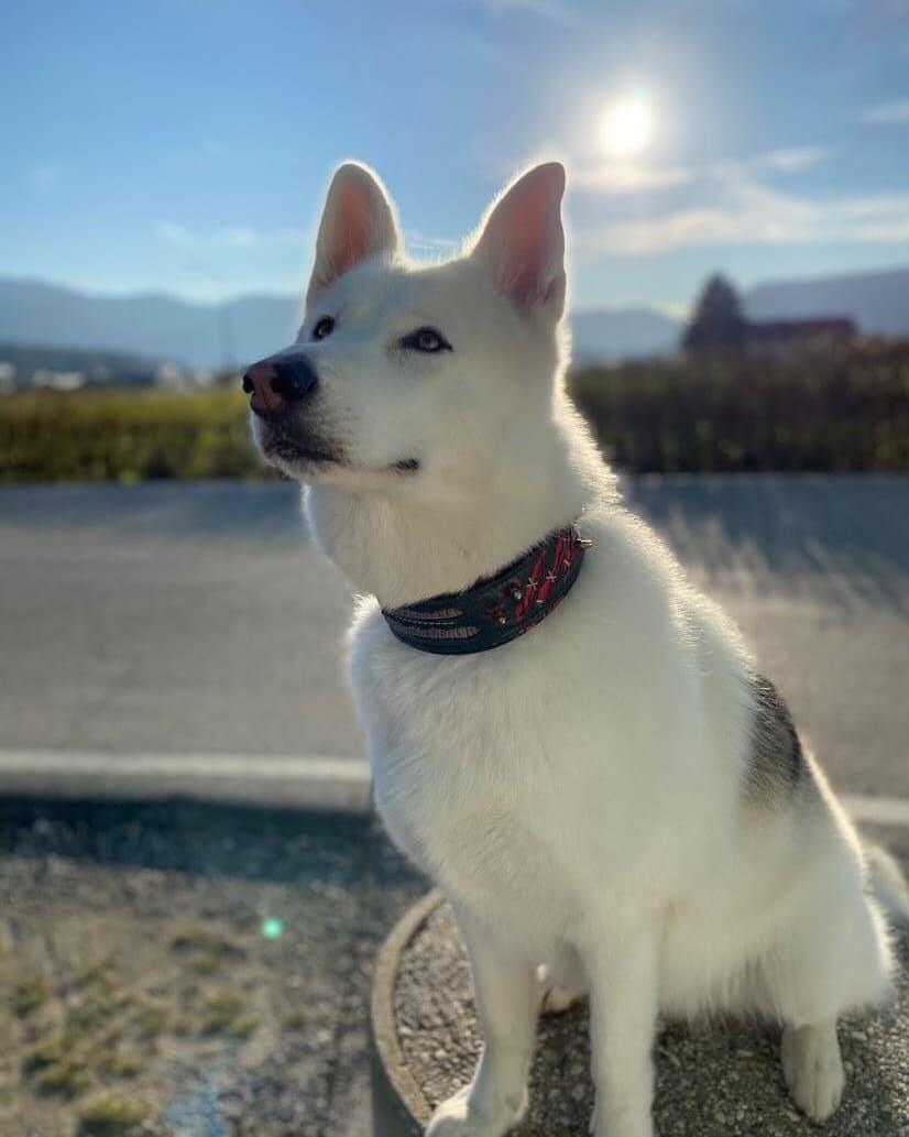 The "Haunted collar LIMITED