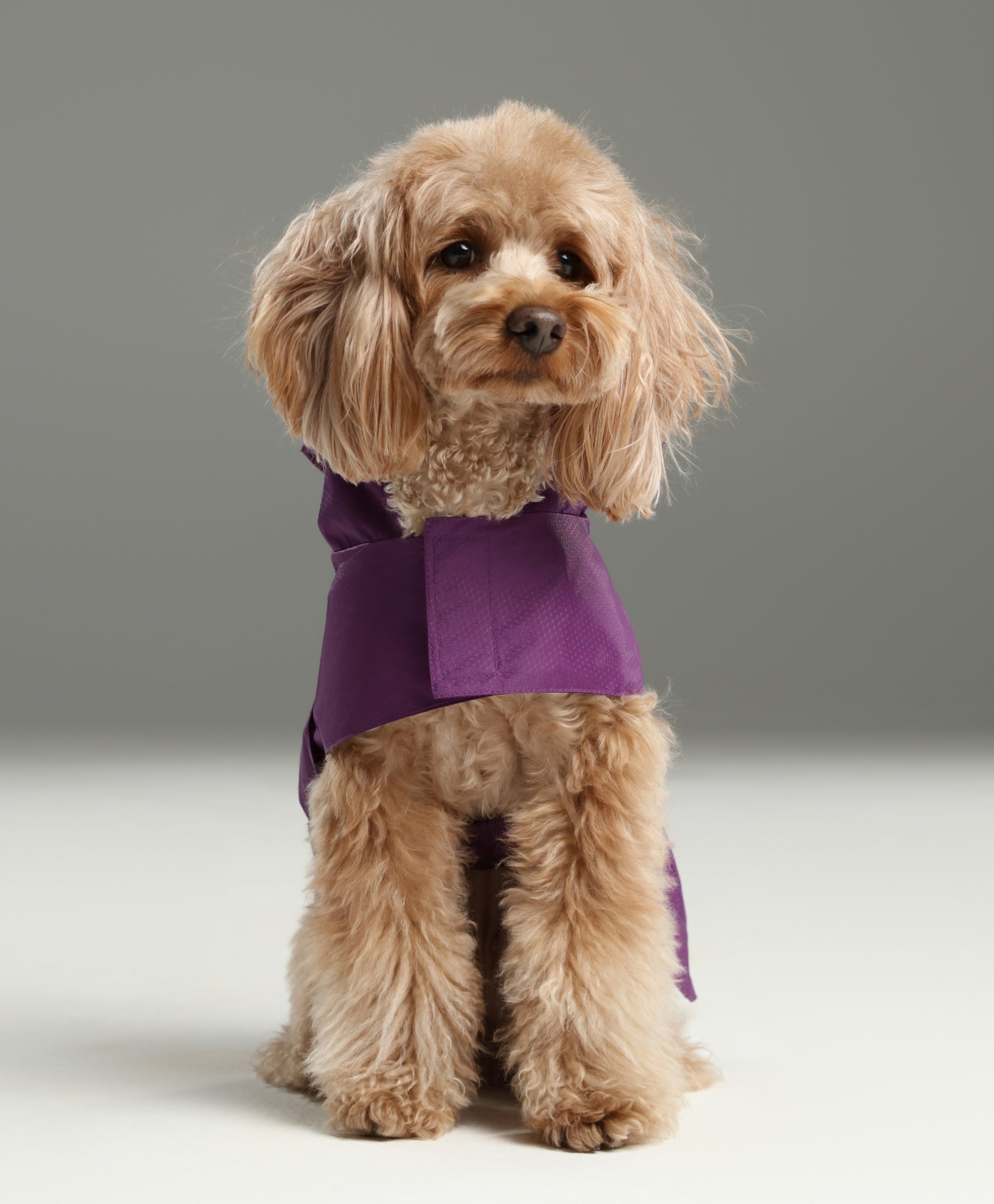 Capsule Raincoat-Purple