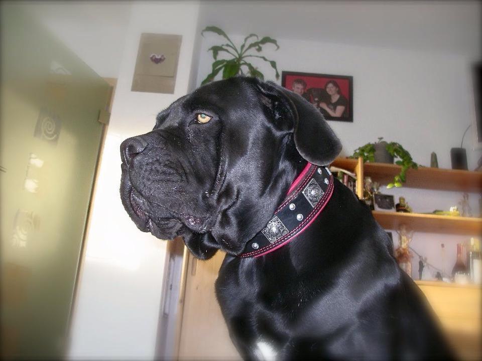 Bestia Eros 2.5-Inch Wide Black & Red Leather Dog Collar