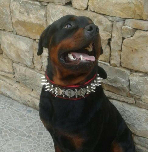 Bestia Dog Gear Genuine Leather Dog Collar - Black 