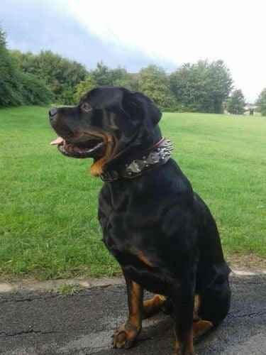 Bestia Steel Leather Dog Harness & Collar Set