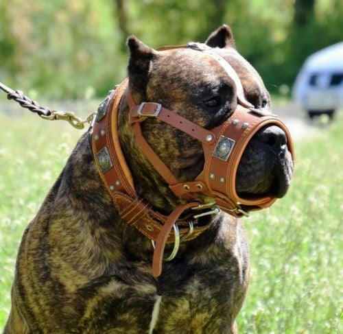 Bestia Eros Brown Leather Dog Muzzle