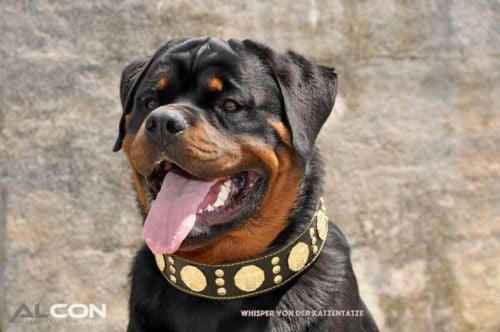 Bestia Maximus 2.5-Inch Wide Black & Gold Leather Dog Collar