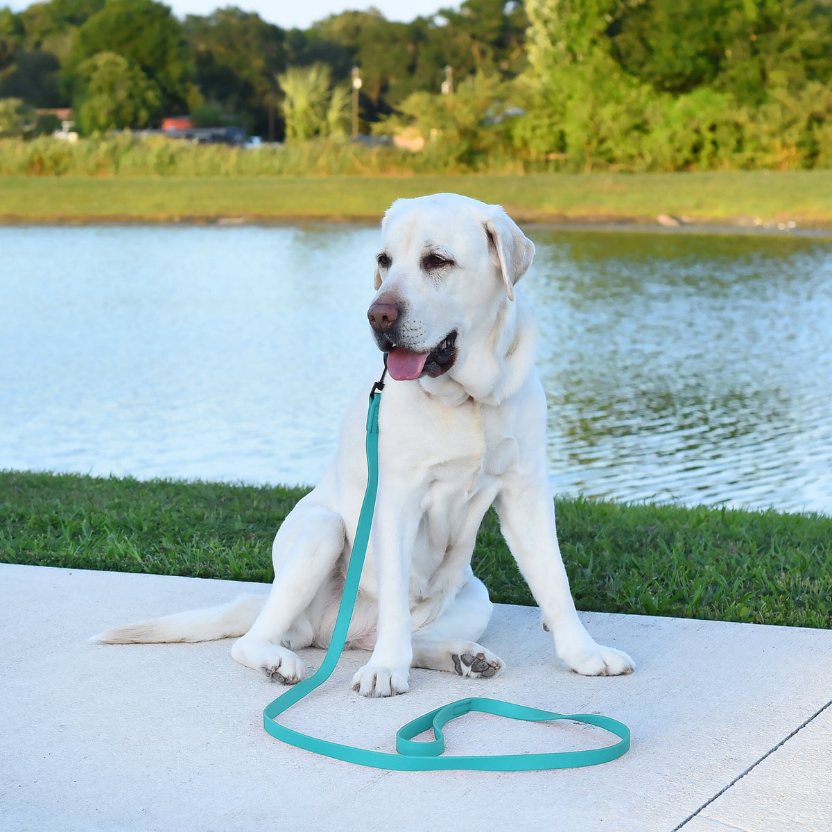 Dogline BioThane Waterproof Traffic Dog Lead for Dogs, 2 ft