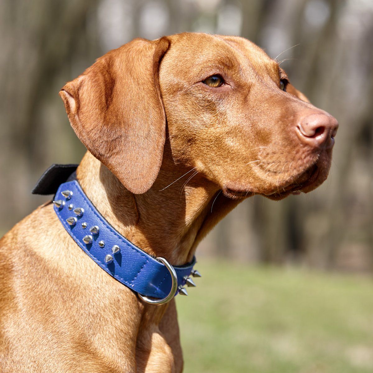 Dogline Leather with Nylon Spiked Dog Collar