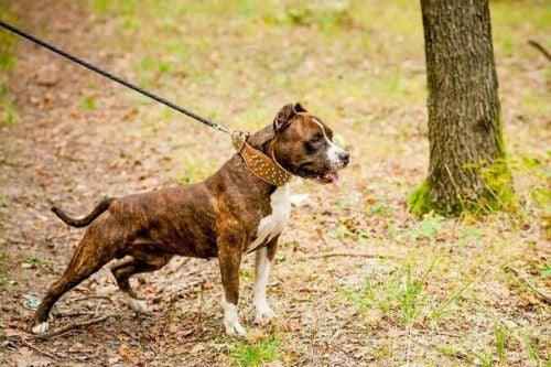 Bestia Crown Leather Dog Collar