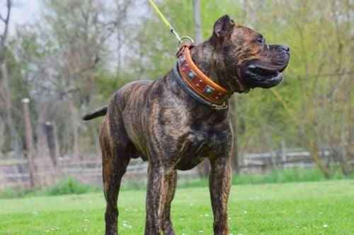 Bestia Eros 2.5-Inch Wide Brown Leather Dog Collar