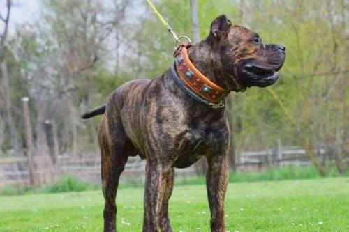 Bestia Dog Gear Genuine Leather Dog Collar - Brown 