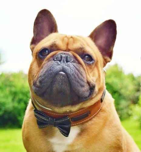 Bestia Bowtie Brown Leather Dog Collar