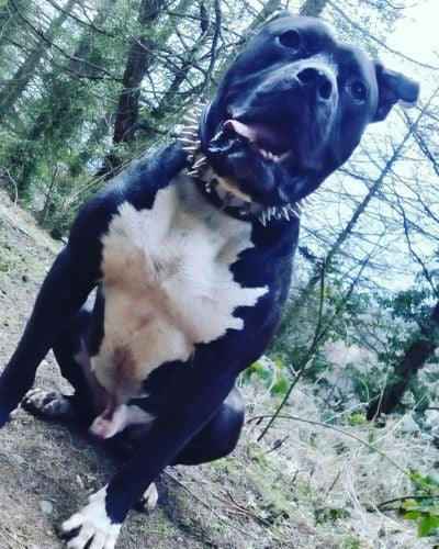 Bestia Steel Leather Dog Collar