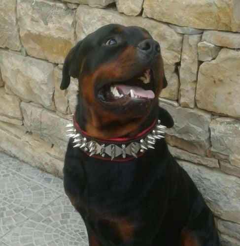 Bestia Steel Leather Dog Collar