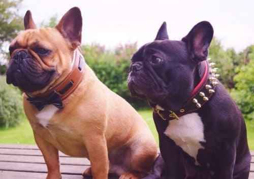 Bestia Bowtie Brown Leather Dog Collar
