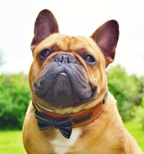 Bestia Dog Gear Genuine Leather Dog Collar - Brown 