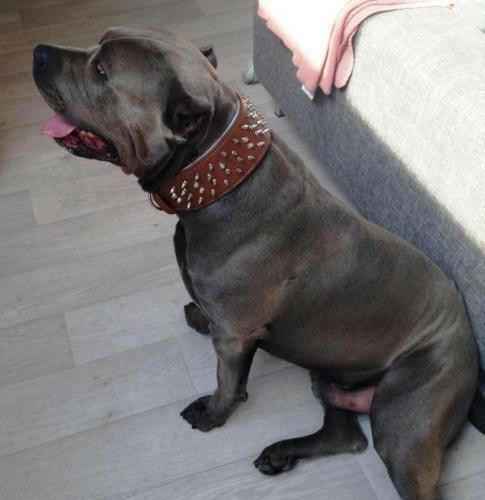 Bestia Crown Leather Dog Collar