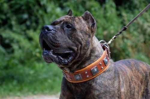 Bestia Eros 2.5-Inch Wide Brown Leather Dog Collar