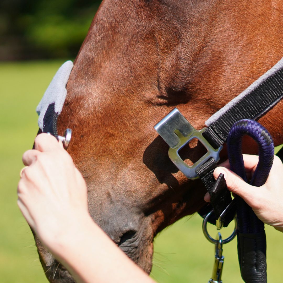 Magna Halter TM in Black with Fleece Noseband and Leather Breakaway