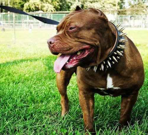 Bestia Big Boy Leather Dog Collar