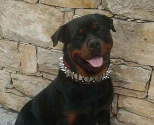 Bestia Steel Leather Dog Collar