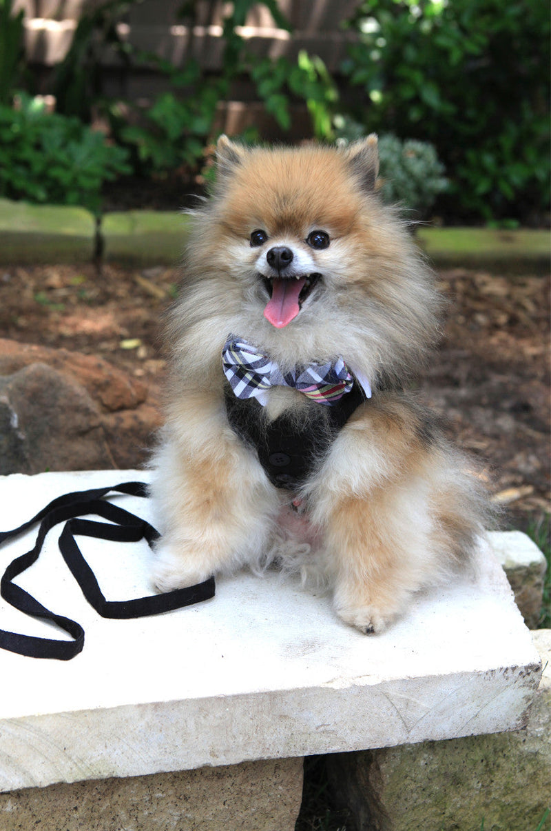 White Shirt Dog Collar with Dark Navy & White Madras Plaid Bow Tie