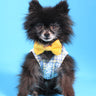 White Shirt Dog Collar with Yellow Bow Tie