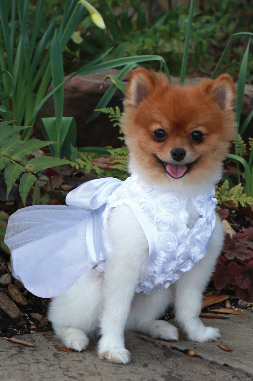 The Bianca Rose Ribbon Dog Dress