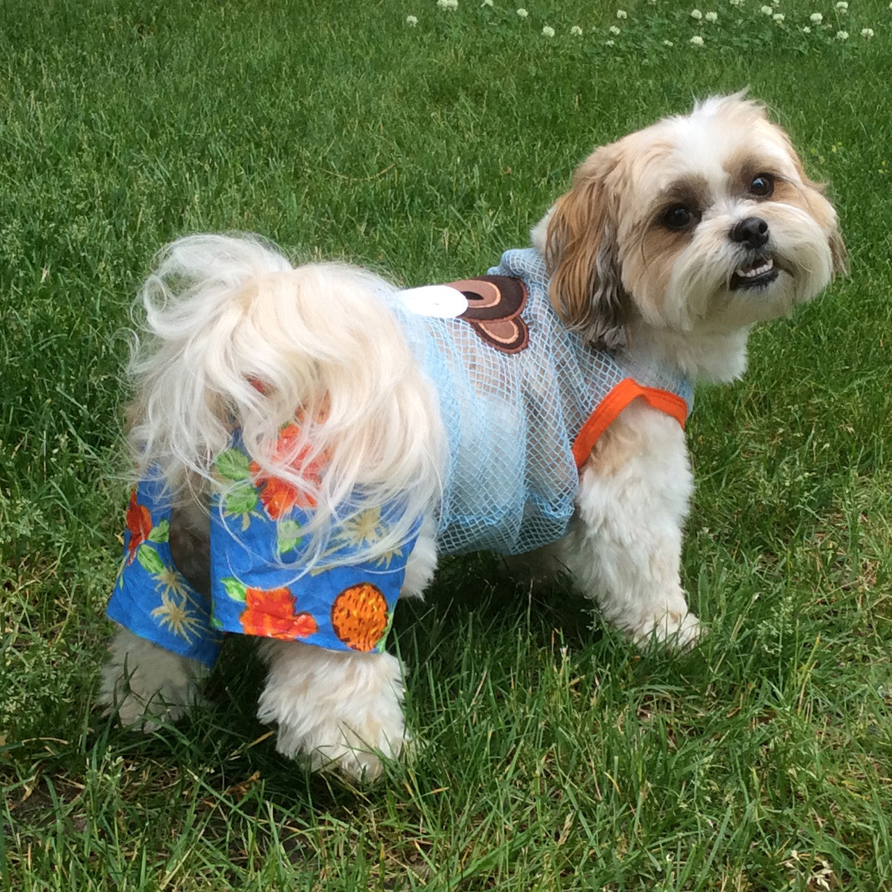 The Lahaina Collection - Belly Boxers for Dogs