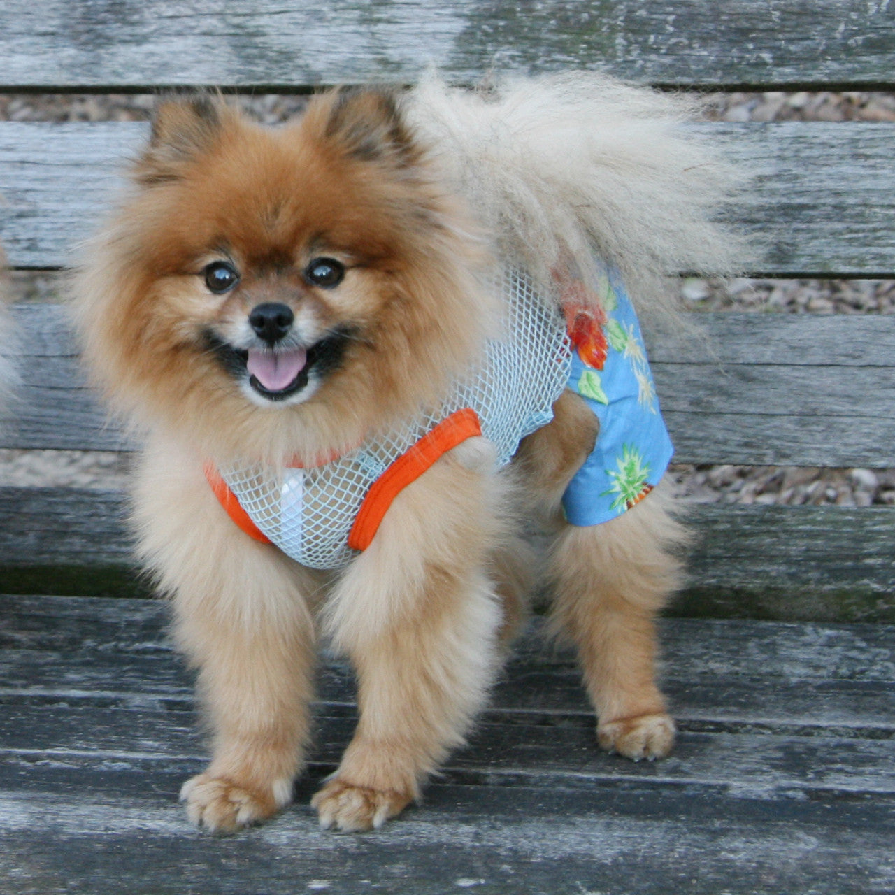 The Lahaina Collection - Belly Boxers for Dogs