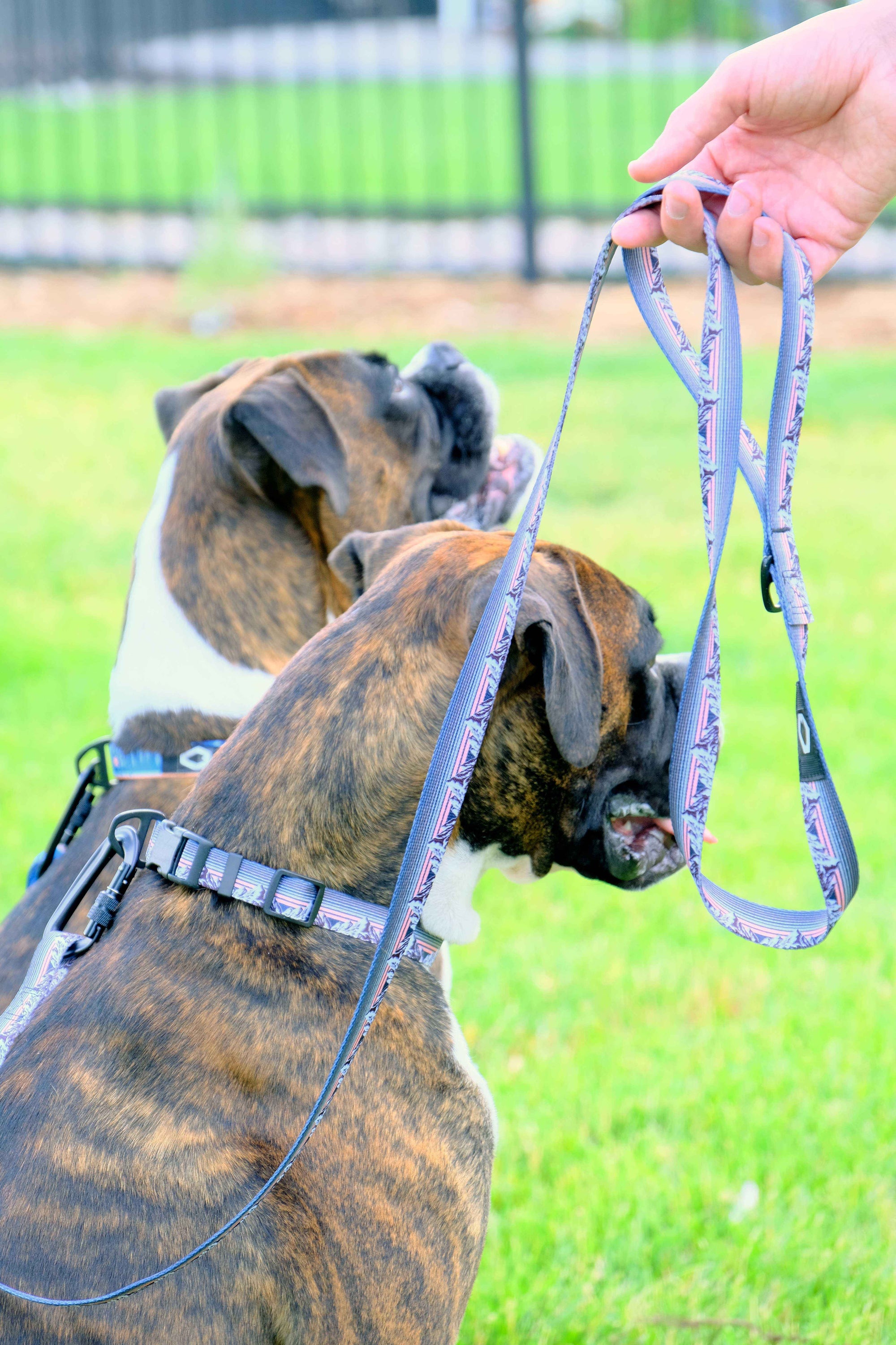 Euro-Dog Outdoor Nylon Step-In Dog Harness