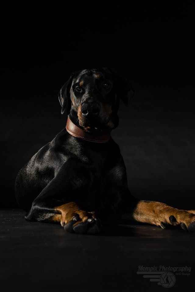 Bestia Plain Style Brown Leather Dog Collar