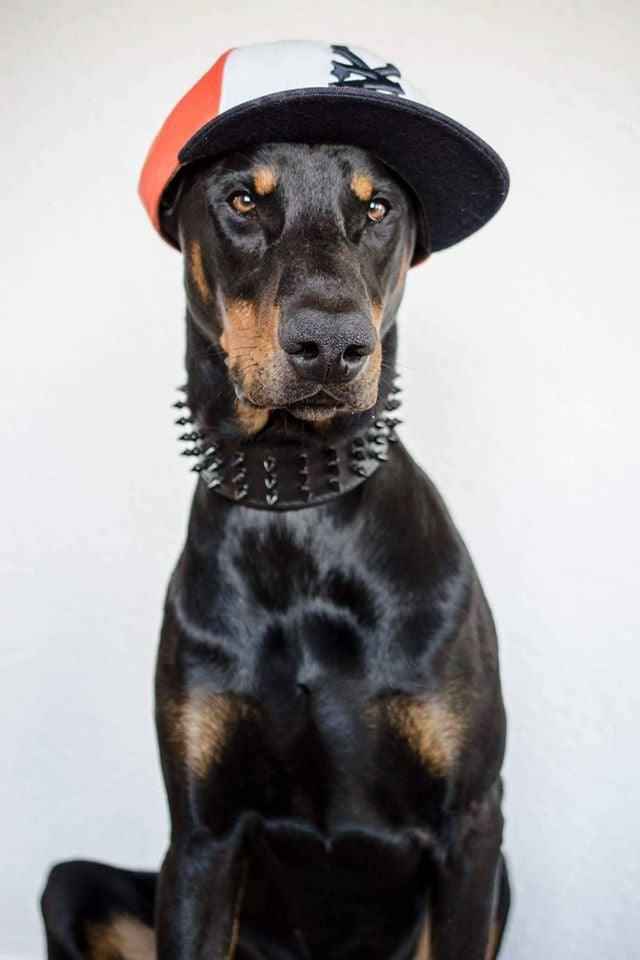 Bestia Black Giant Leather Dog Collar