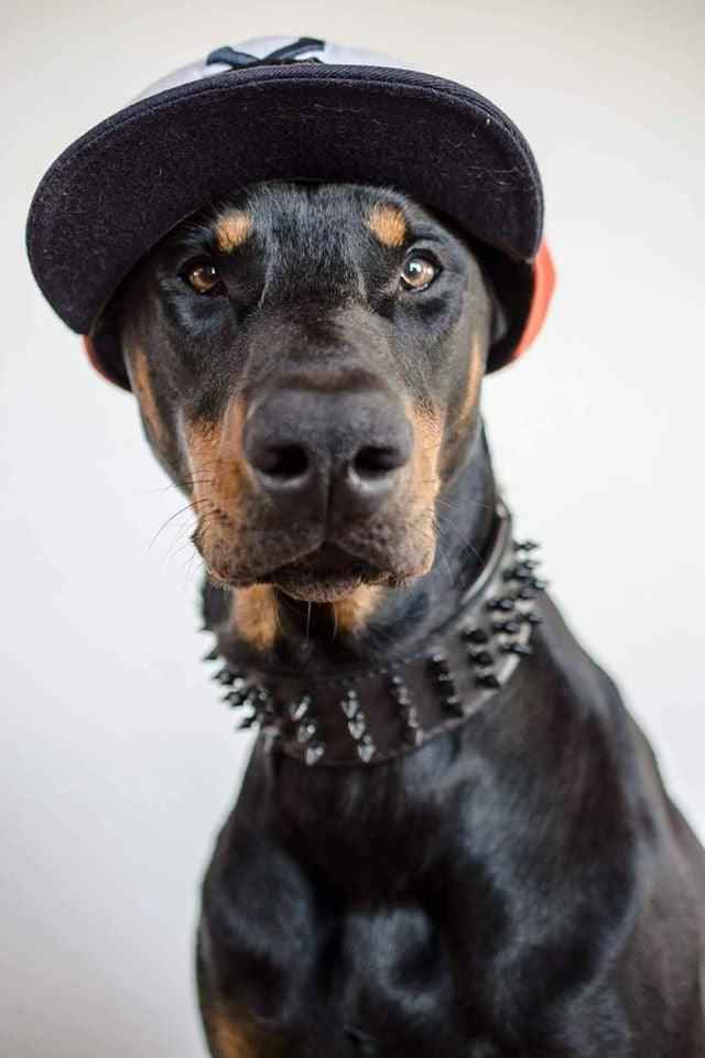 Bestia Black Giant Leather Dog Collar