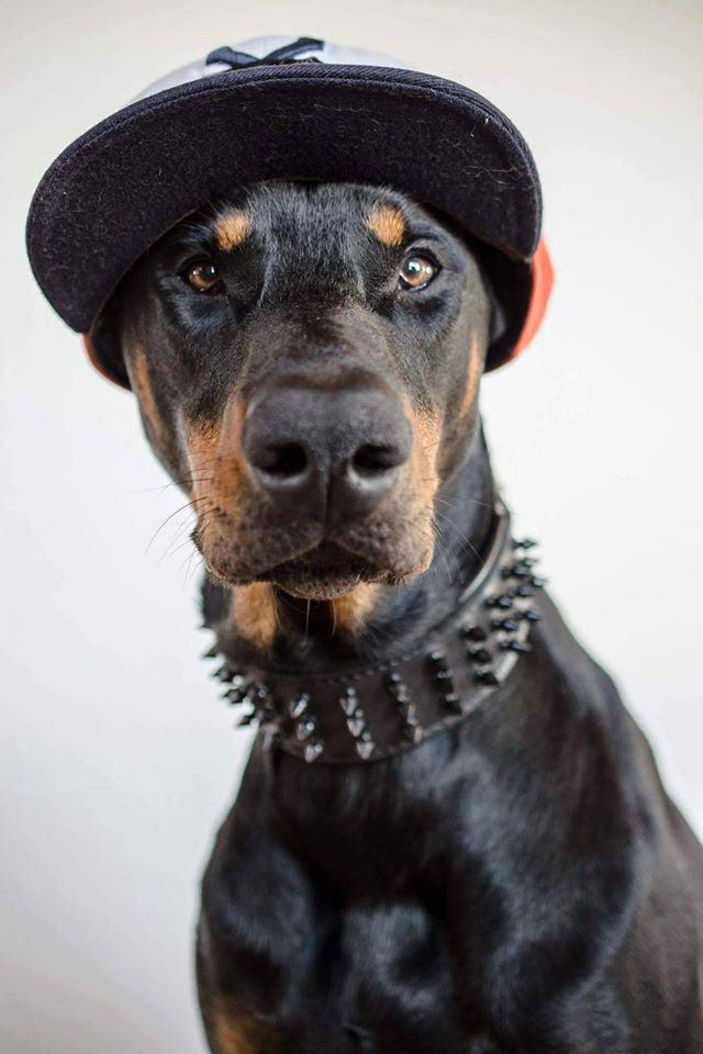 Black Giant collar