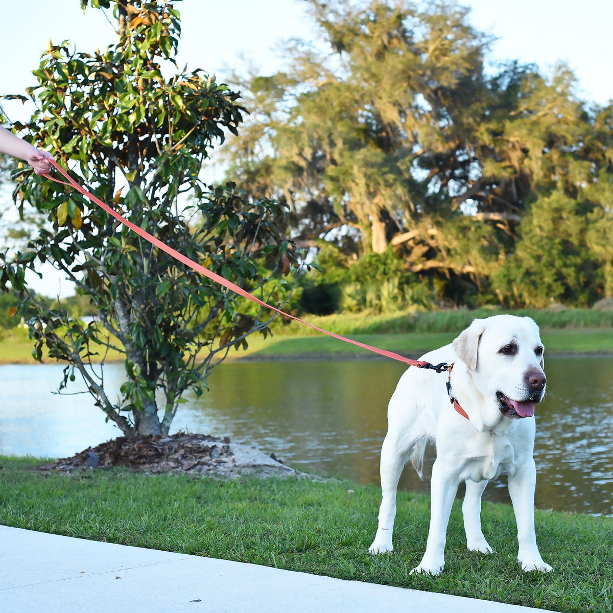 Dogline BioThane Waterproof Traffic Dog Lead for Dogs, 2 ft