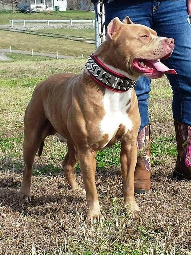 Bestia Metal Personalized Leather Dog Collar