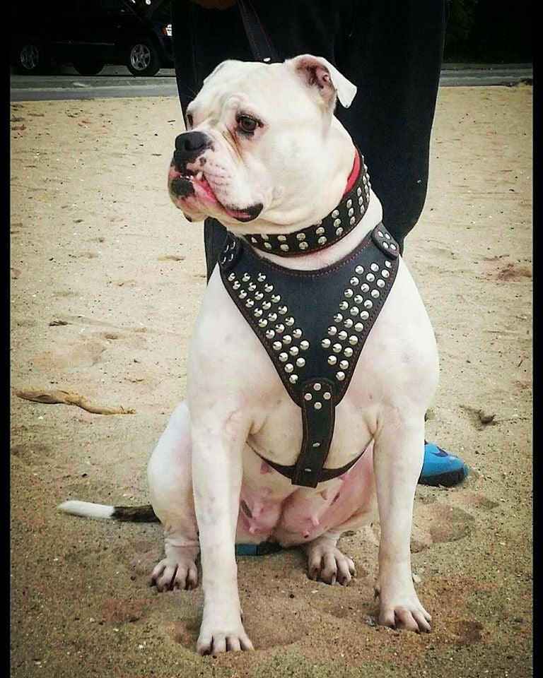Bestia Star Leather Dog Harness